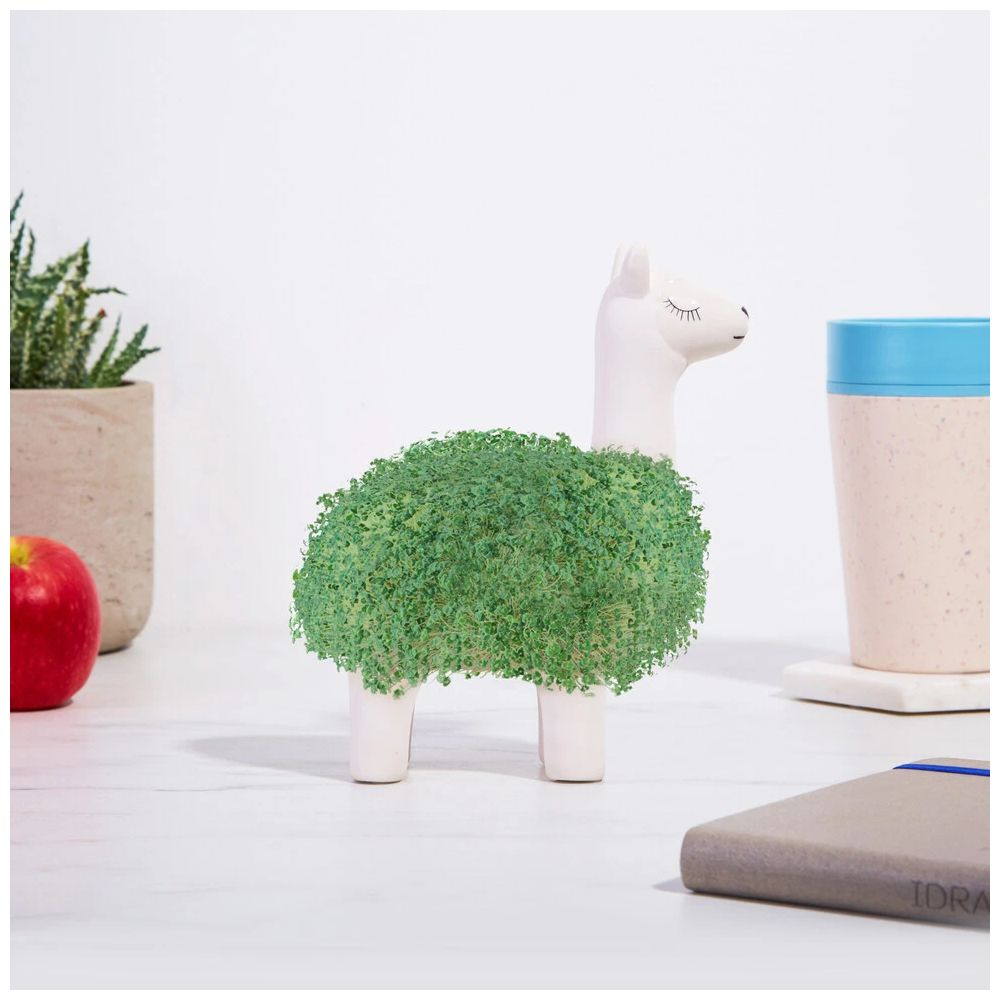 Llama Chia Pet